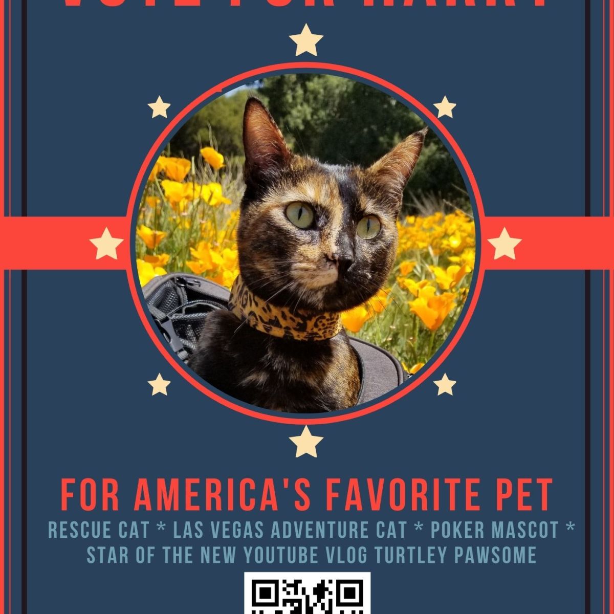 The Las Vegas Adventure Cat Running for America’s Favorite Pet